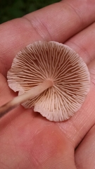 Collybiopsis dichroa