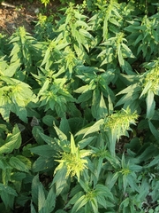 Urtica dioica