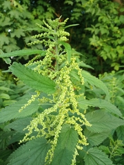 Urtica dioica