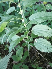 Urtica dioica