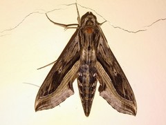 Hippotion velox