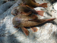 Chaetostoma carrioni