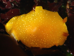 Doriopsilla albopunctata image