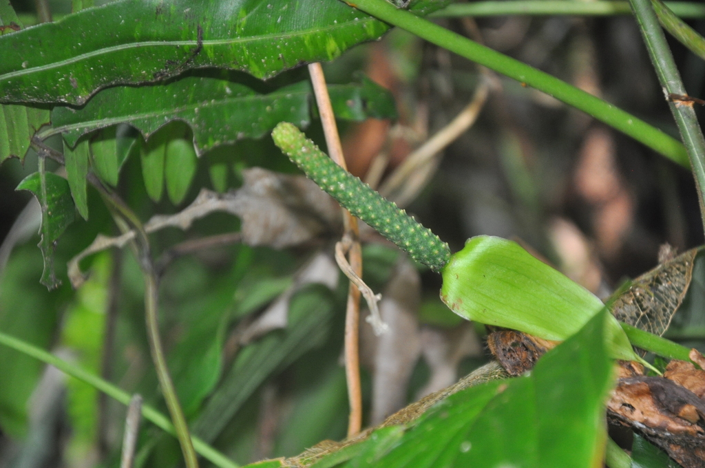 Anthurium trisectum 4