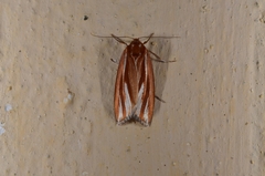 Narangodes