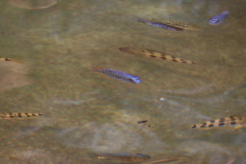 Labeotropheus trewavasae