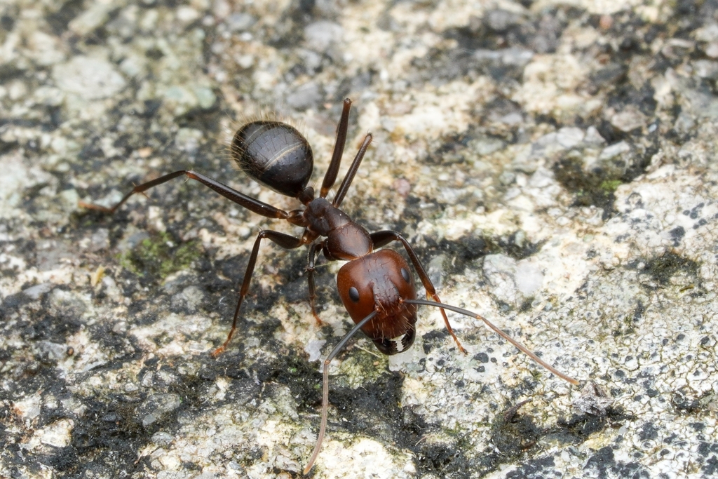 Camponotus jianghuaensis