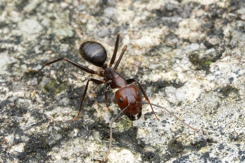 江华弓背蚁Camponotus jianghuaensis