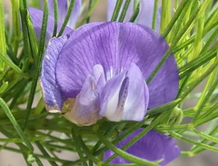 Psoralea laevigata