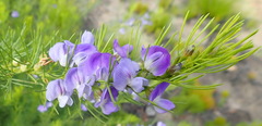 Psoralea laevigata