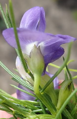 Psoralea laevigata