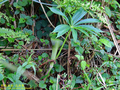 Arisaema consanguineum