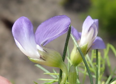 Psoralea laevigata