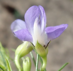 Psoralea laevigata
