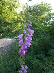 Campanula rapunculoides