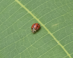 Micraspis univittata