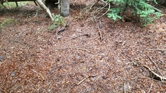 Tamiasciurus fremonti