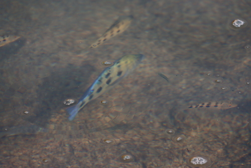 Fossorochromis rostratus