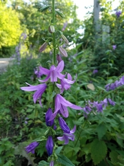 Campanula rapunculoides