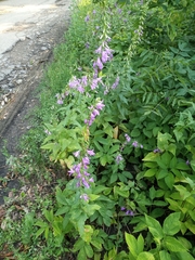 Campanula rapunculoides