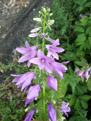 Campanula rapunculoides
