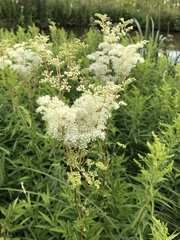 Filipendula ulmaria