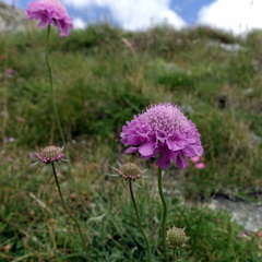 Scabiosa pyrenaica, photograph (c) Wolfgang Jauch, some rights reserved (CC BY)