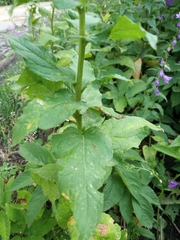 Campanula rapunculoides