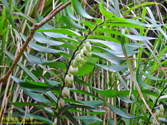 Polygonatum arisanense
