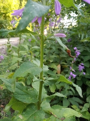 Campanula rapunculoides