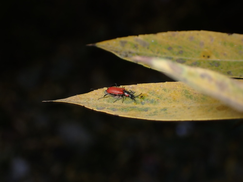 Red Malachite Beetle photo 2