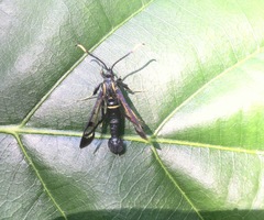 Synanthedon spheciformis