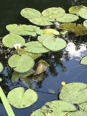 Nymphaea alba
