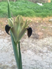 Iris tuberosa