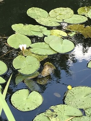 Nymphaea alba