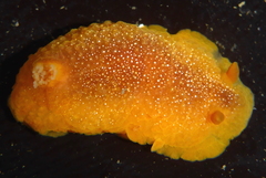 Doriopsilla albopunctata