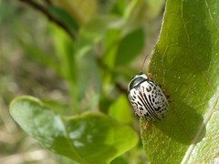 Calligrapha multipunctata