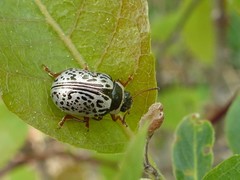 Calligrapha multipunctata