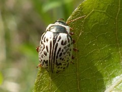 Calligrapha multipunctata