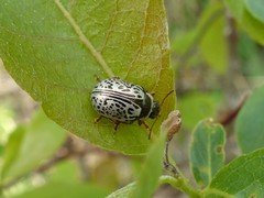 Calligrapha multipunctata
