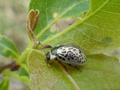 Calligrapha multipunctata