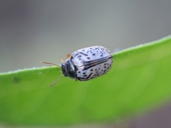 Calligrapha multipunctata
