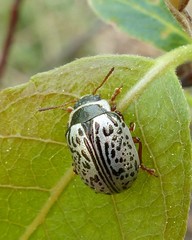 Calligrapha multipunctata