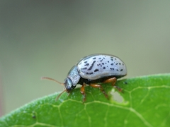 Calligrapha multipunctata