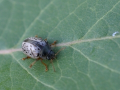 Calligrapha multipunctata