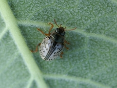 Calligrapha multipunctata