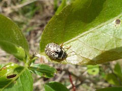 Calligrapha multipunctata