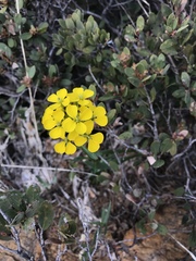 Erysimum perenne