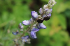 Holcostethus tristis