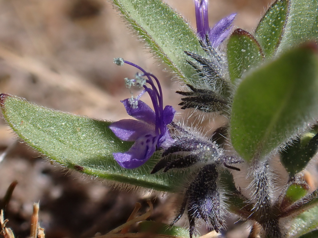 Trichostema austromontanum ssp. compactum